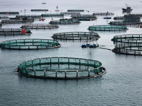 DNA編碼深海 海水養殖技術研發引領海鮮外賣新體驗