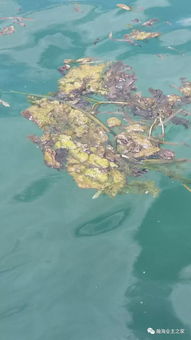 清水灣海洋生態(tài)之困 無序海水養(yǎng)殖的警示與治理路徑